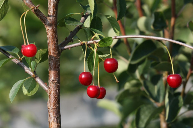 Kirsikka Prunus cerasus Viheraarni Huvimajan Kirsikka