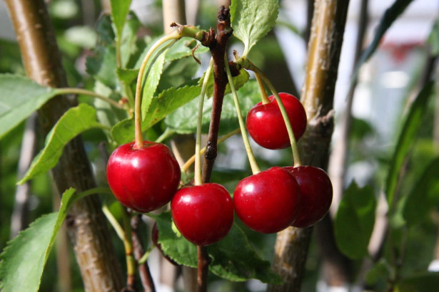 Kirsikka Prunus cerasus Viheraarni Sikkolan Kirsikka