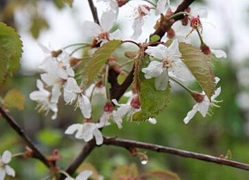 Makeakirsikka Viheraarni Prunus Avium Meelika