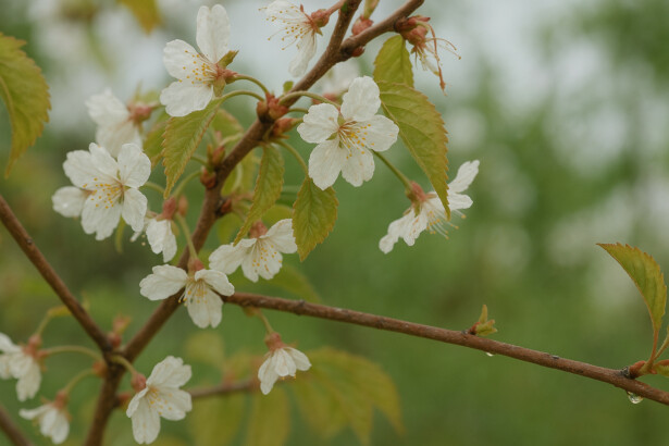Makeakirsikka Viheraarni Prunus Avium Meelika
