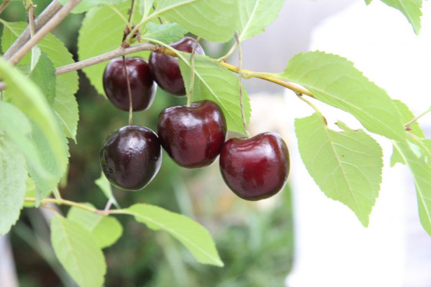 Kirsikka Prunus cerasus Viheraarni Suklaakirsikka