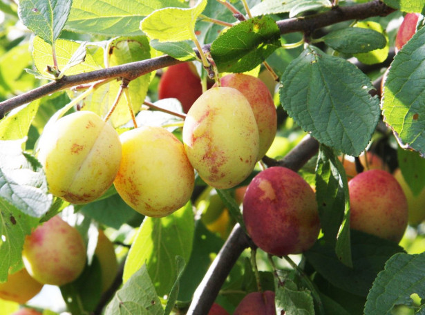 Luumu Prunus domestica Viheraarni Victoria