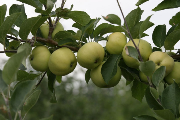 Omenapuu Malus domestica Viheraarni Valkeakuulas