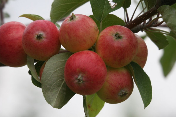 Omenapuu Malus domestica Viheraarni Pirja