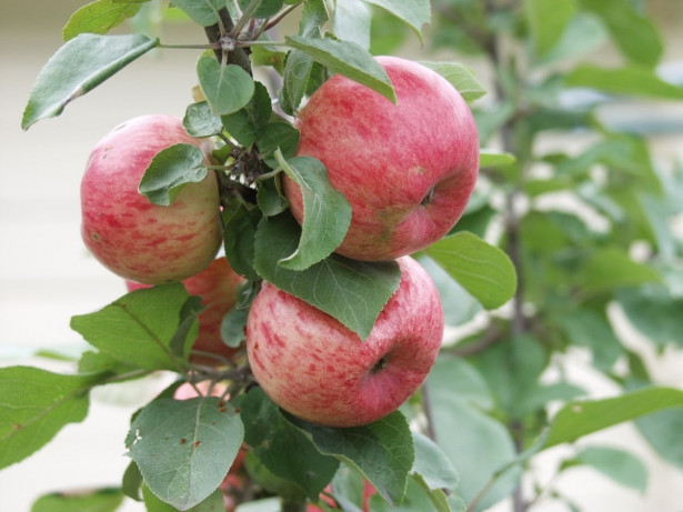 Omenapuu Malus domestica Viheraarni Huvitus