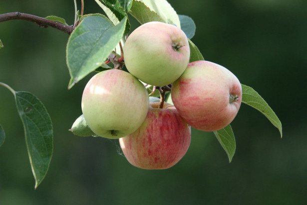 Omenapuu Malus domestica Viheraarni Sokerimiron