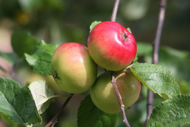 Omenapuu Malus domestica Viheraarni Punakaneli