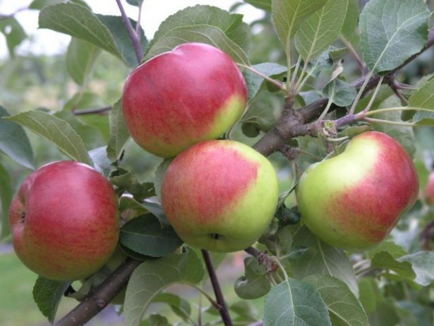 Omenapuu Malus domestica Viheraarni Jaspi