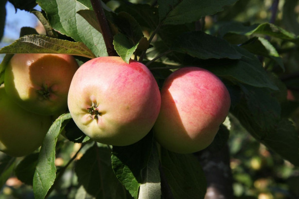 Omenapuu Malus domestica Viheraarni Keltakaneli