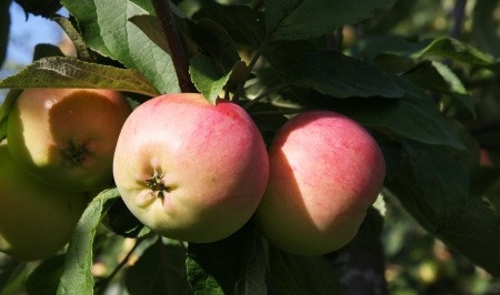 Omenapuu Malus domestica Viheraarni Keltakaneli, hillittykasvuinen