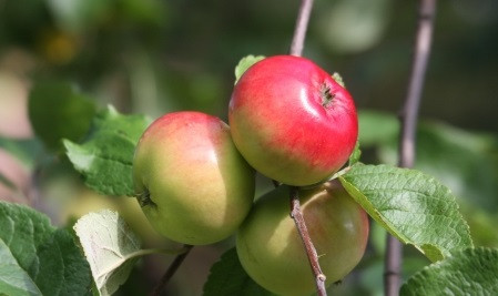 Omenapuu Malus domestica Viheraarni Punakaneli, hillittykasvuinen