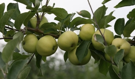 Omenapuu Malus domestica Viheraarni Valkeakuulas, hillittykasvuinen