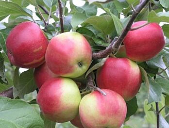 Syysomena Viheraarni Malus Domestica Heta