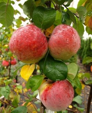 Hillittykasvuinen talviomena Viheraarni Malus Domestica Lobo Hk