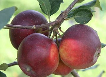 Talviomena Viheraarni Malus Domestica Pekka