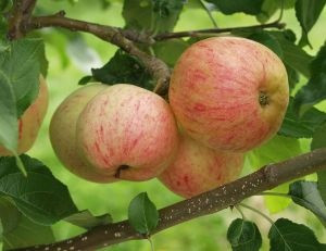 Omenapuu Malus domestica Viheraarni Moskovan Päärynäomena