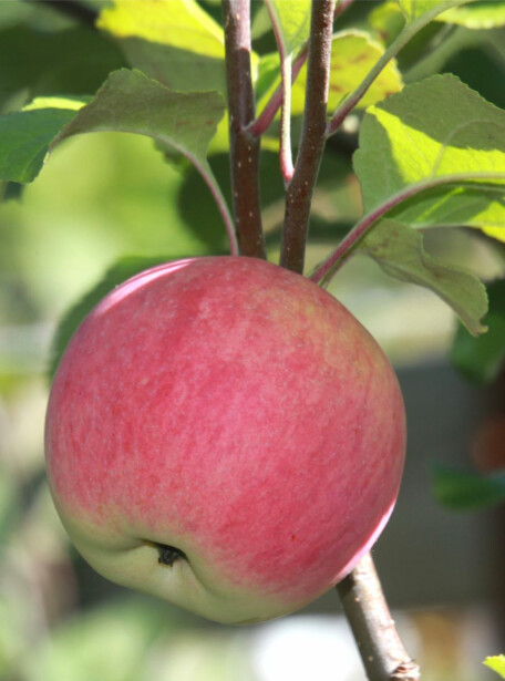 Syysomena Viheraarni Malus Domestica Uslada