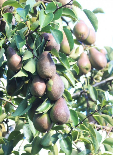 Päärynä Pyrus communis Viheraarni Siska Tshizhovskaja