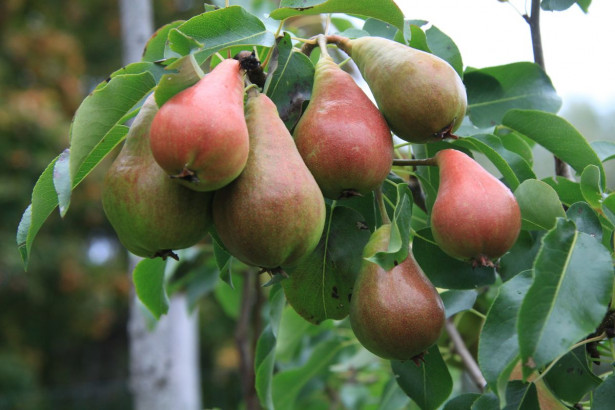 Päärynä Pyrus communis Viheraarni Pepi