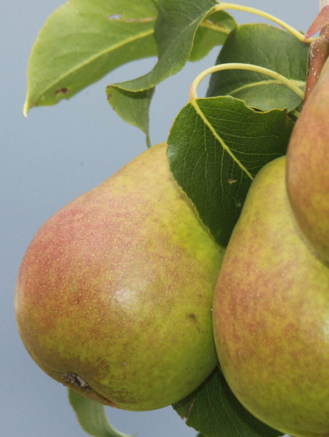 Päärynä Pyrus communis Viheraarni Lada