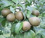 Päärynä Viheraarni Pyrus Communis Suvenirs
