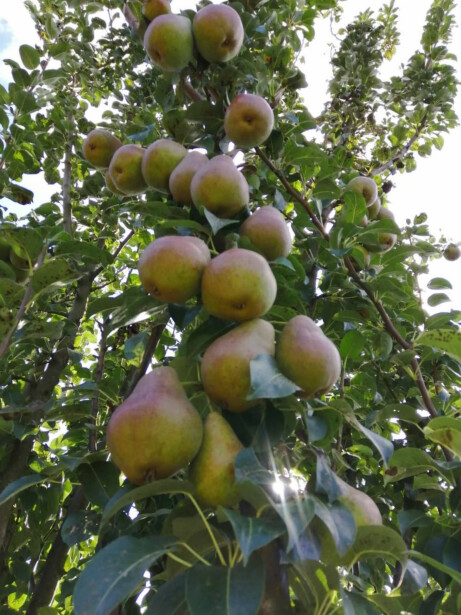 Pilaripäärynä Viheraarni Pyrus Communis Decora