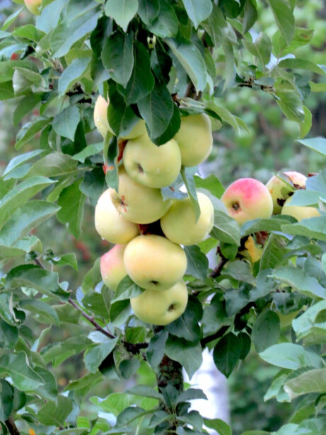 Pilariomenapuu Viheraarni Malus President