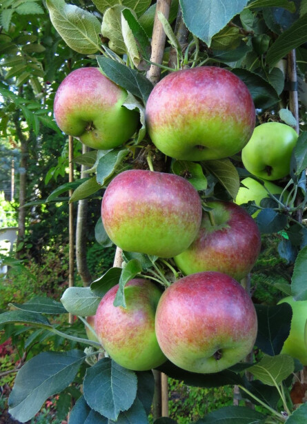 Pilariomenapuu Viheraarni Malus Senator