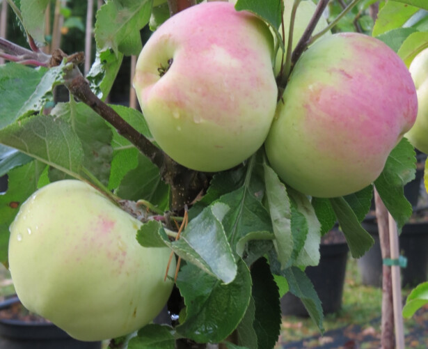 Pilariomenapuu Malus Viheraarni Medoc