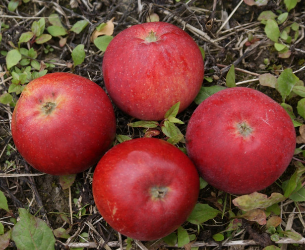 Omenapuu Malus domestica Viheraarni Punaposki, hillittykasvuinen