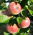 Pilariomenapuu Viheraarni Malus Triumf