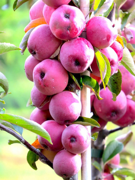 Pilariomenapuu Malus Viheraarni Elina