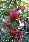 Pilariomena Viheraarni Malus Uldis