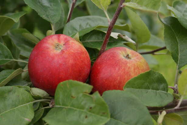 Kesäomena Viheraarni Malus Punaposki 6-8 satoikäinen