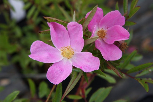 Nukkeruusu Rosa nitida Viheraarni