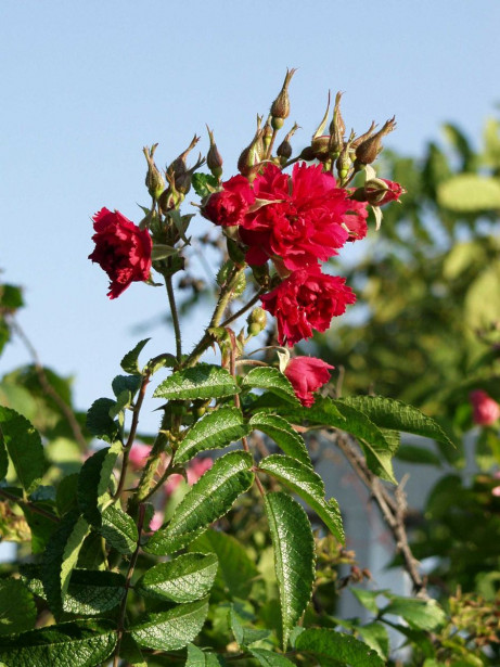 Neilikkaruusu Rosa Viheraarni F.J. Grootendorst