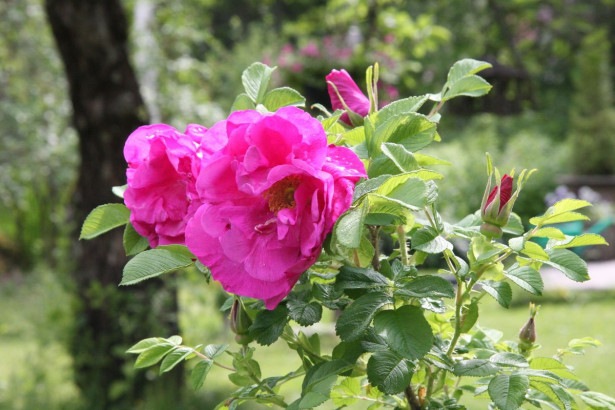 Hansaruusu Rosa Viheraarni Hansa