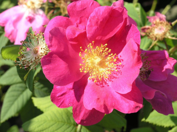 Valamonruusu Rosa Viheraarni Splendens