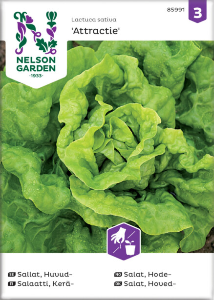 Keräsalaatti siemen Nelson Garden Attractie
