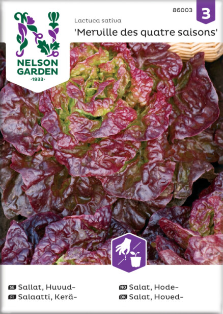 Keräsalaatti siemen Nelson Garden Merveille des quatres