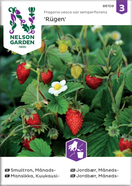 Kuukausimansikka siemen Nelson Garden Rügen