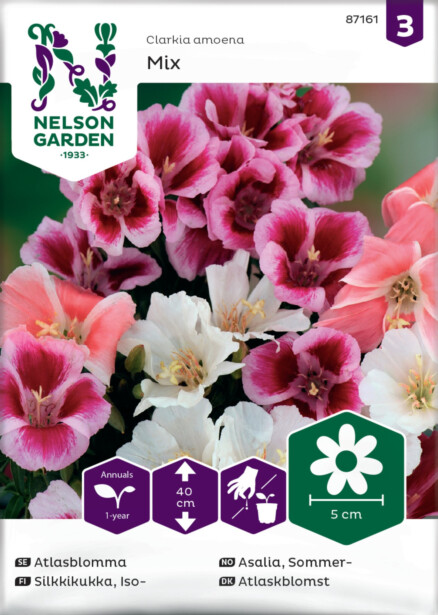 Iso-Silkkikukka siemen Nelson Garden, väriseos