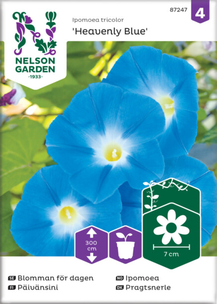 Päivänsini siemen Nelson Garden Heavenly Blue