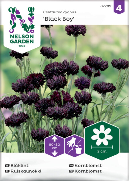 Ruiskaunokki siemen Nelson Garden Black Boy