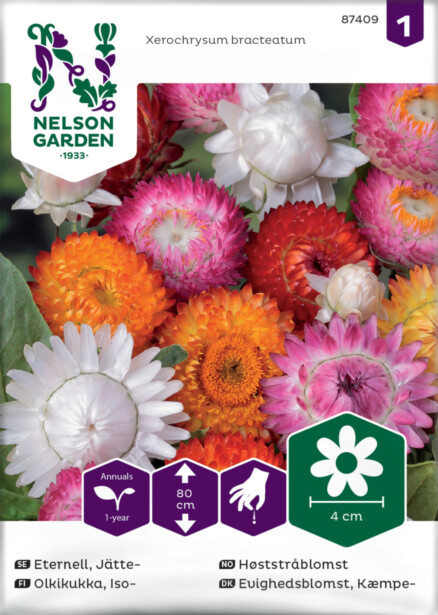 Iso-olkikukka siemen Nelson Garden, väriseos