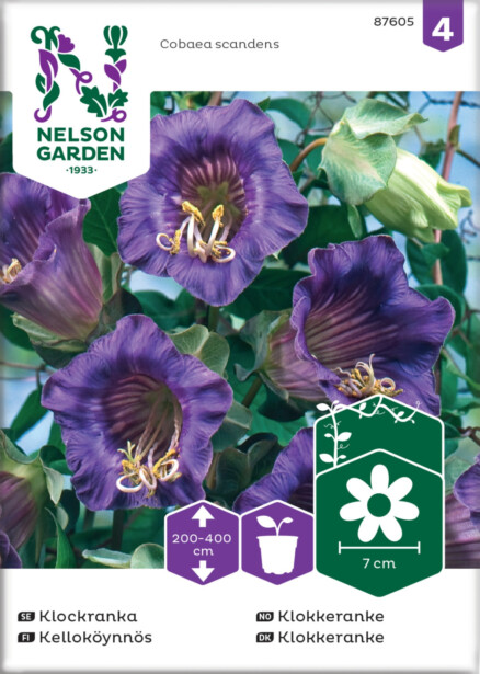 Kelloköynnös siemen Nelson Garden