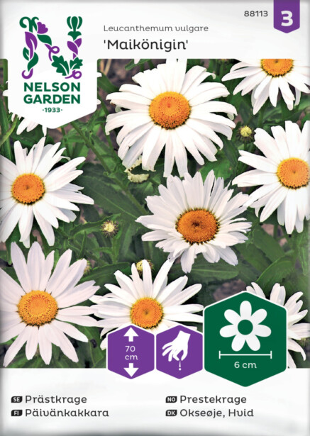 Päivänkakkara siemen Nelson Garden Maikönigin