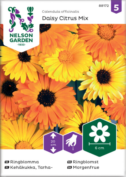 Tarhakehäkukka siemen Nelson Garden Daisy Citrus Mix
