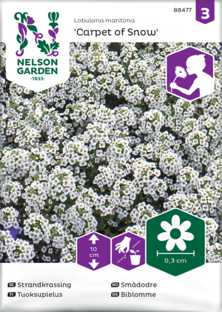 Tuoksupielus siemen Nelson Garden Carpet of Snow