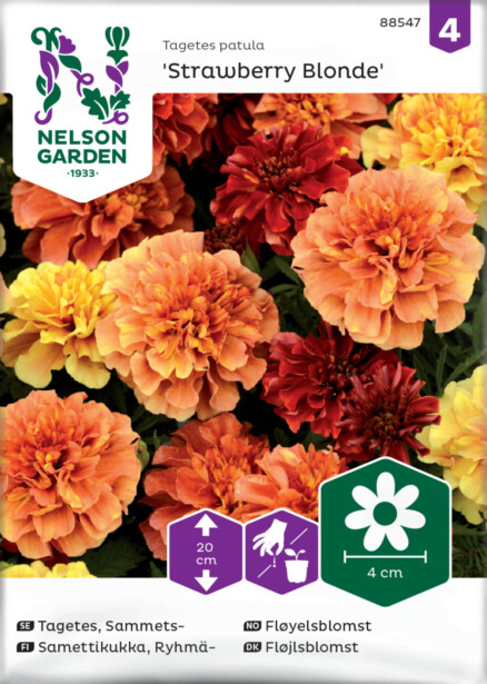 Ryhmäsamettikukka siemen Nelson Garden Strawberry Blonde
